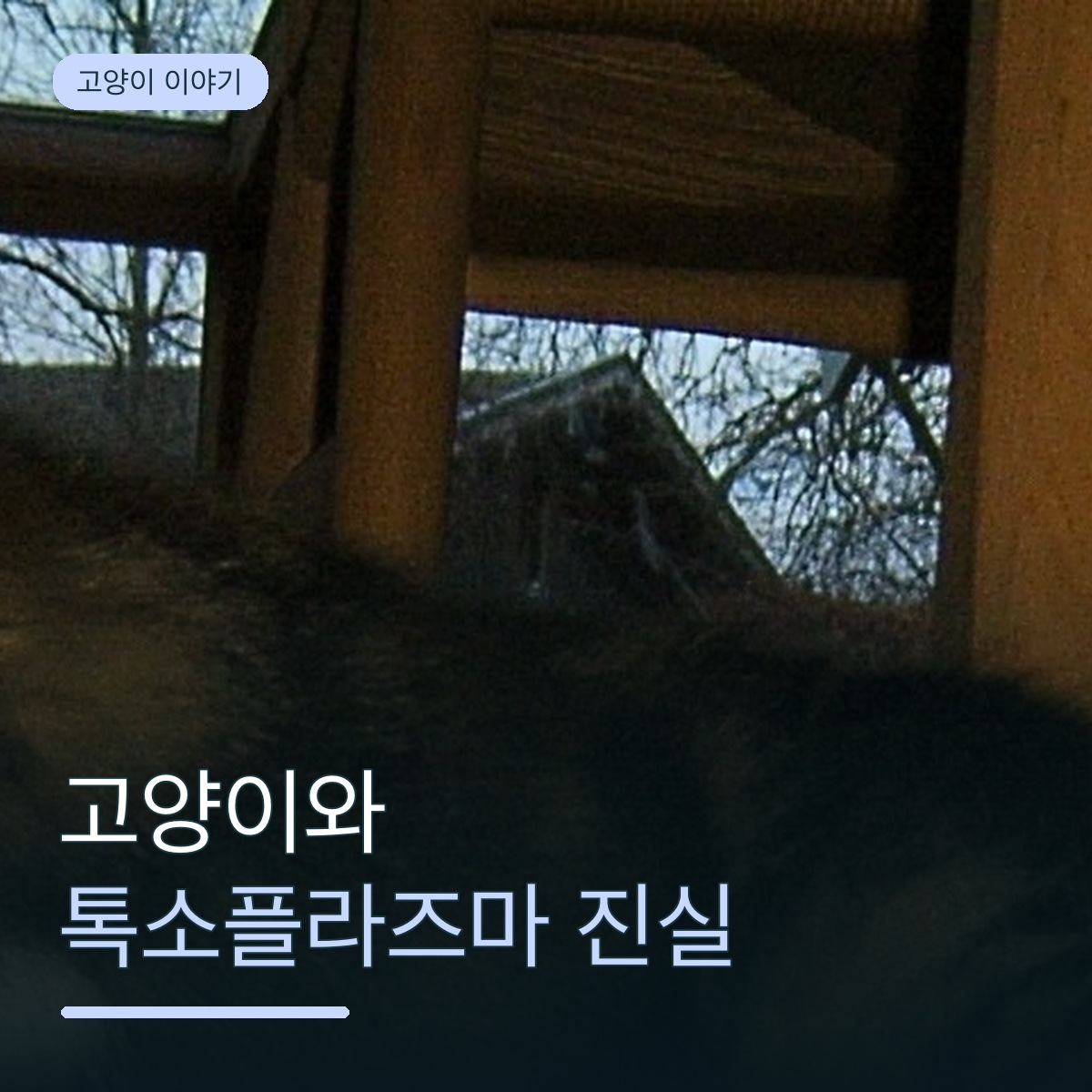 고양이가 좋은 게 내 취향이 아니라 기생충 때문이라고요? 톡소플라즈마의 진짜 이야기