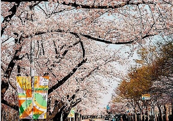 서울벚꽃축제 거리 양쪽에 활짝핀 벚꽃