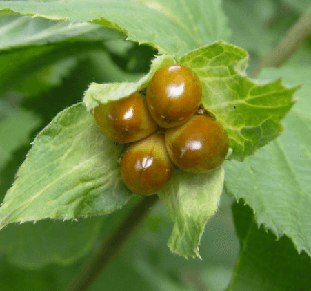 병아리 꽃나무 포토 꽃,꽃말 열매 씨앗 알아보기