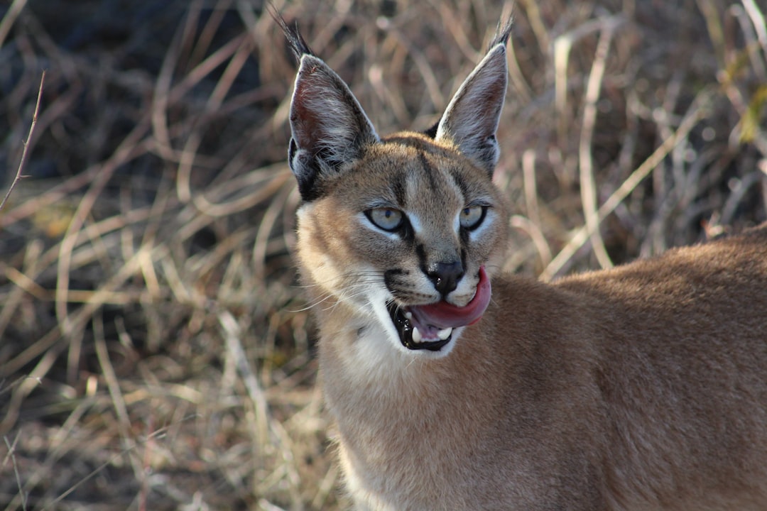 Cougar