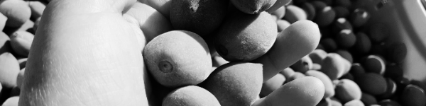 개복숭아 효능 (면역력 개선)