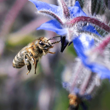 그린 프로폴리스 추천 - 벌꿀