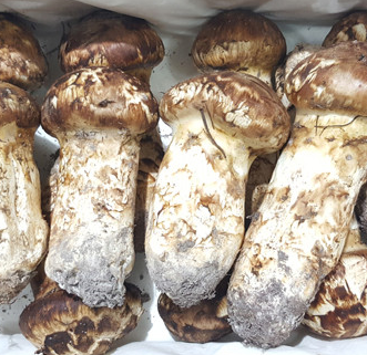 추석 선물세트 송이버섯