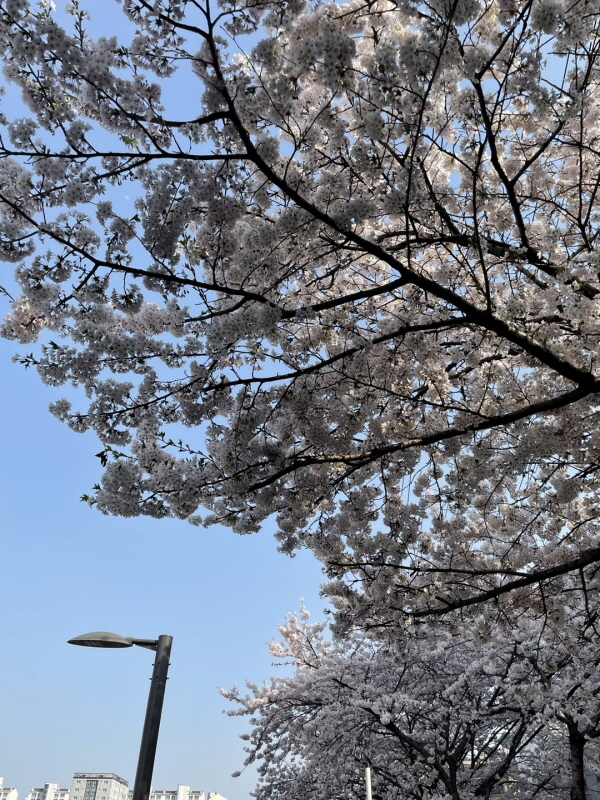 벚꽃명소