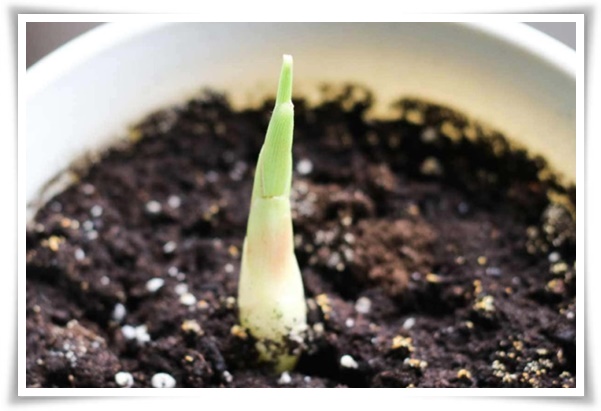 &quot;생강 심기&quot; 텃밭의 보물, 4월 ~ 5월 초 생강 심기로 건강과 맛을 동시에!