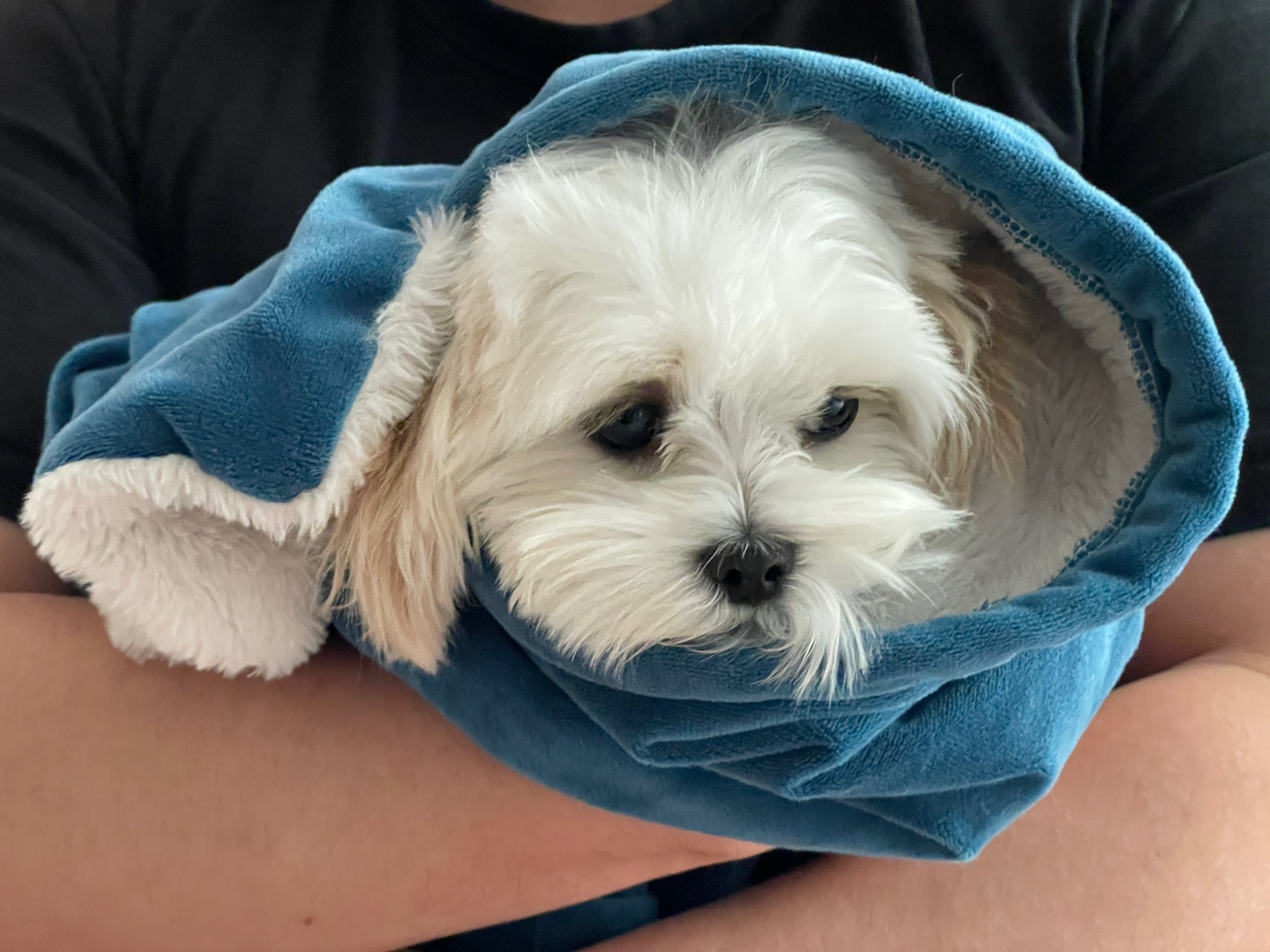 아토피를-앓고-있는-강아지가-병원에-가는-모습