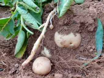 감자 수확시기 심는시기 효능 6월제철음식_17