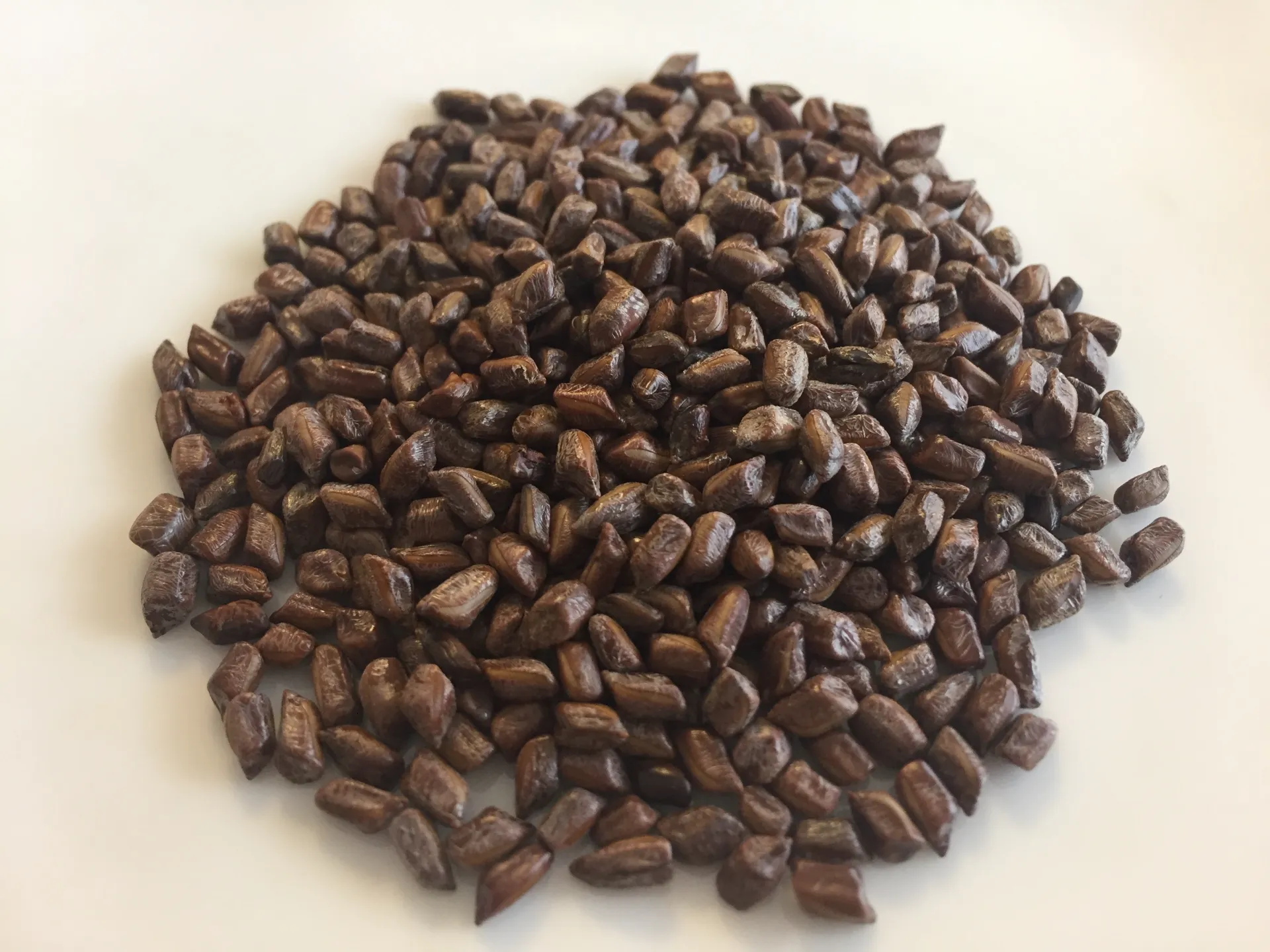 결명자 페놀류 성분