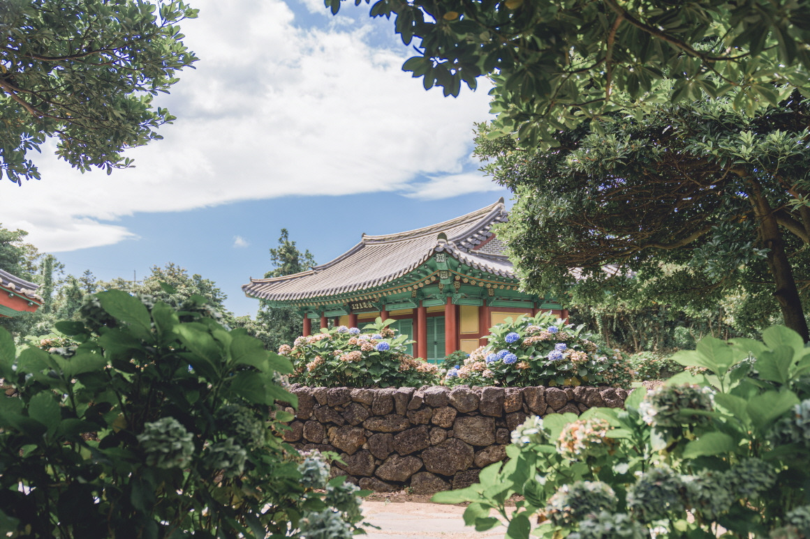 제주 혼인지 수국 명소 총정리! 개화시기부터 인생샷 포인트까지