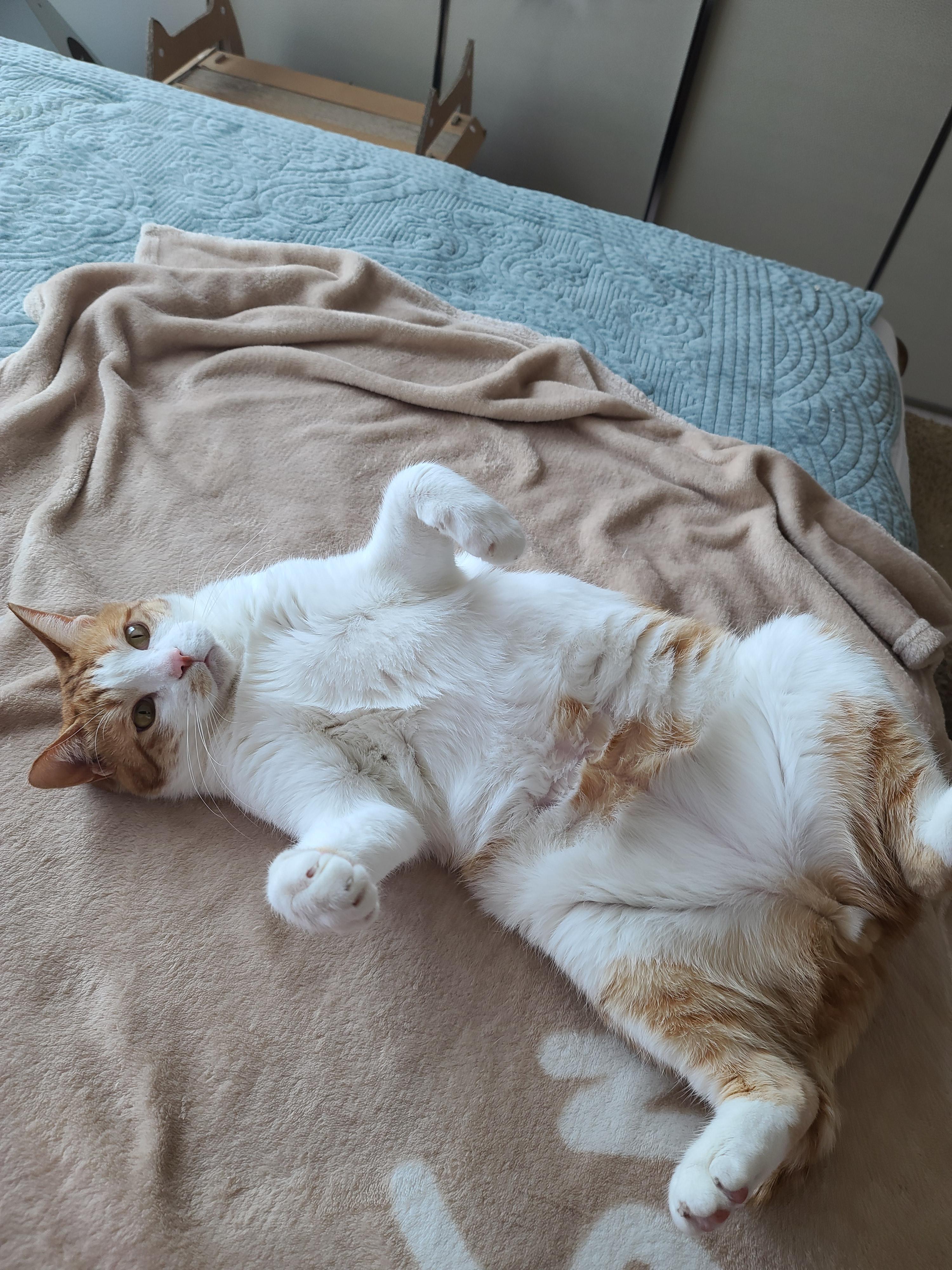 고양이 수염의 역할. 우리집 고양이들의 사냥할때 수염 모양새. 수염발사!! 사진귀여움 주의!