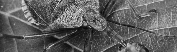 노린재 알 주의