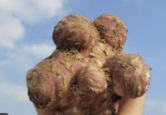 돼지감자 효능 먹는 방법&amp;#44; 수확 시기&amp;#44; 차 만드는 법 확인