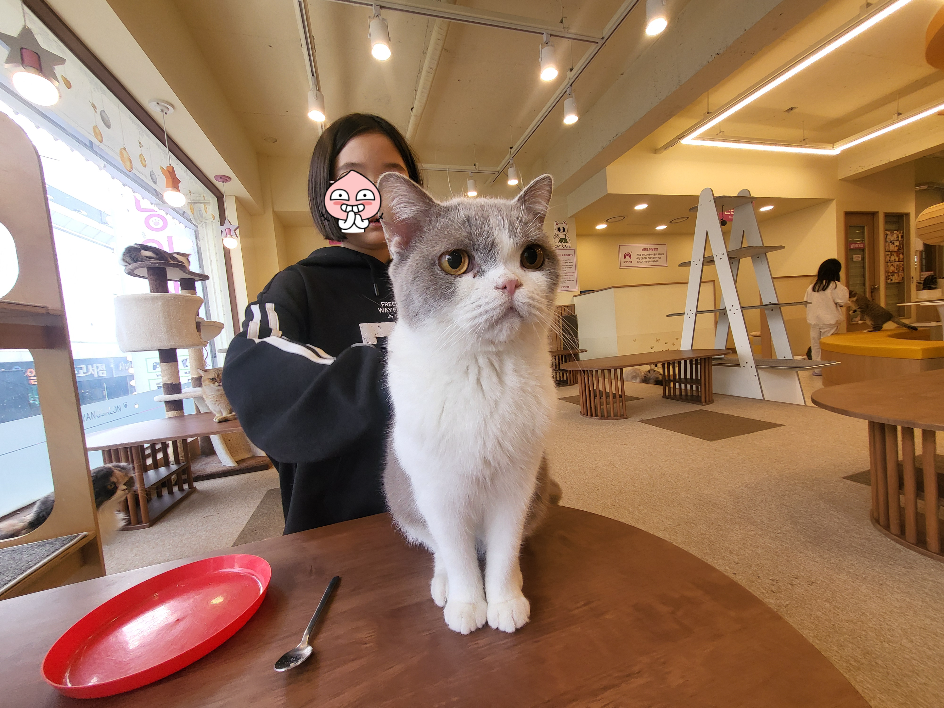 청주 성안길 아이와 가볼만한 곳, 고양이 카페 '냥이싸롱' 힐링 후기 (입장료/간식/방학나들이)