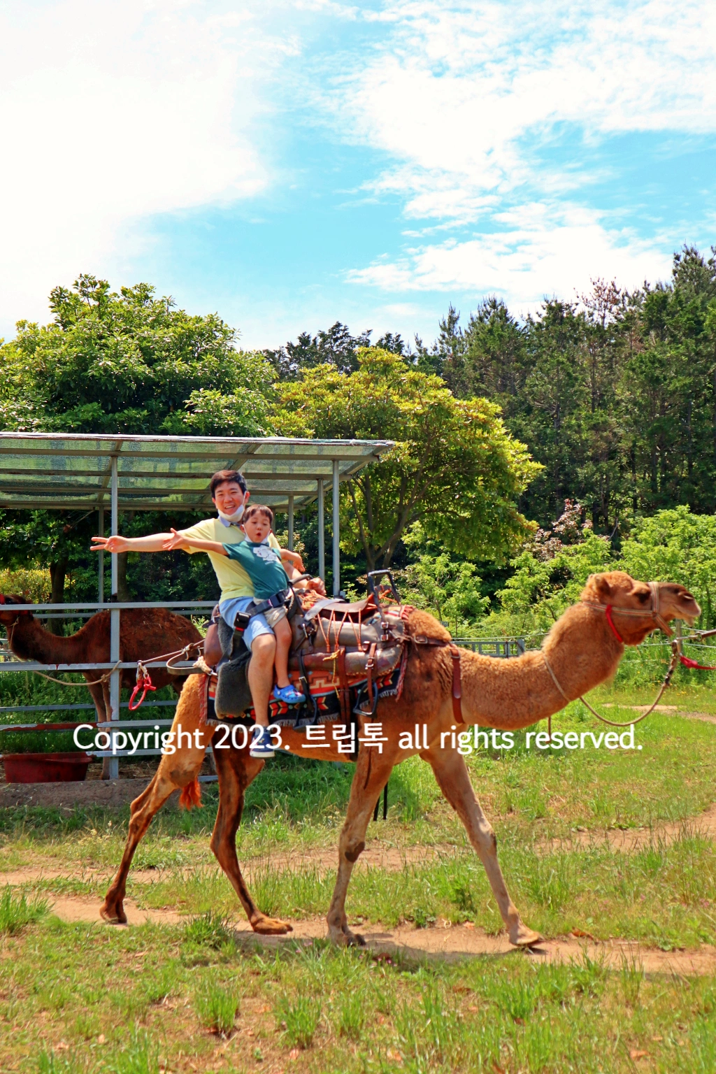 한 낙타 위에 아빠와 아들이 타고 손을 흔들고 있다.