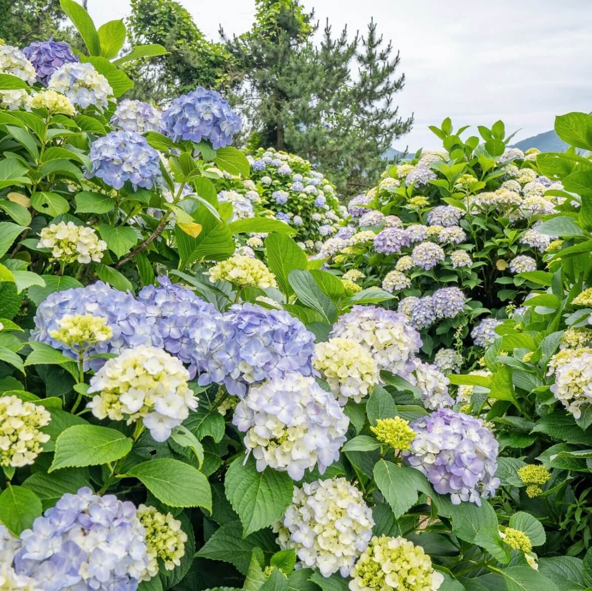 거제 저구항 수국축제