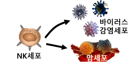 NK세포