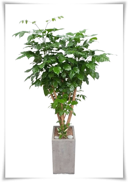 "녹보수 키우기" 집안에 행복과 행운을 불러오는 녹색의 보석 화초!