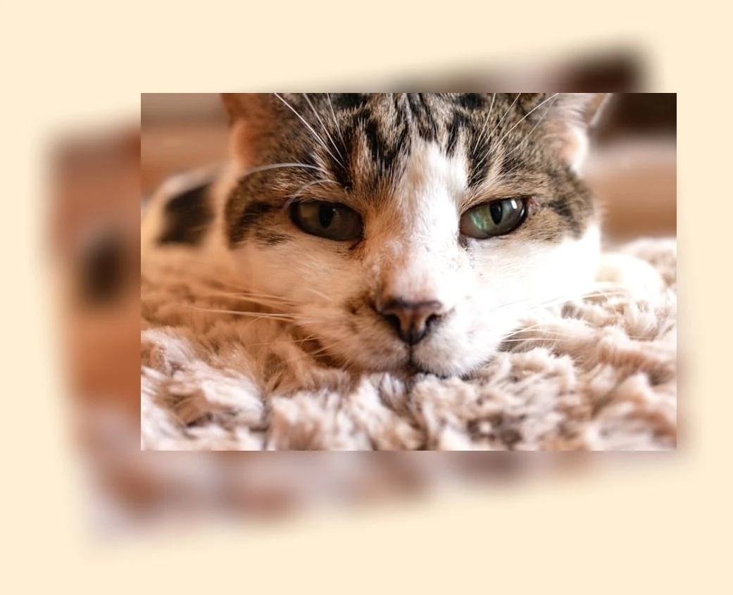 고양이 만성 신부전 관리_2_subsection