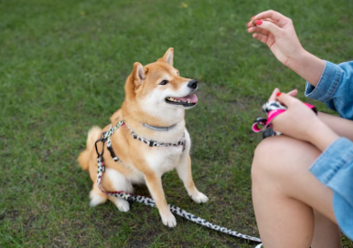 용인 반려견 놀이터