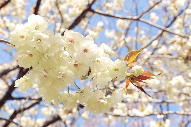 서울 지하철로 떠나는 봄꽃 명소 7곳