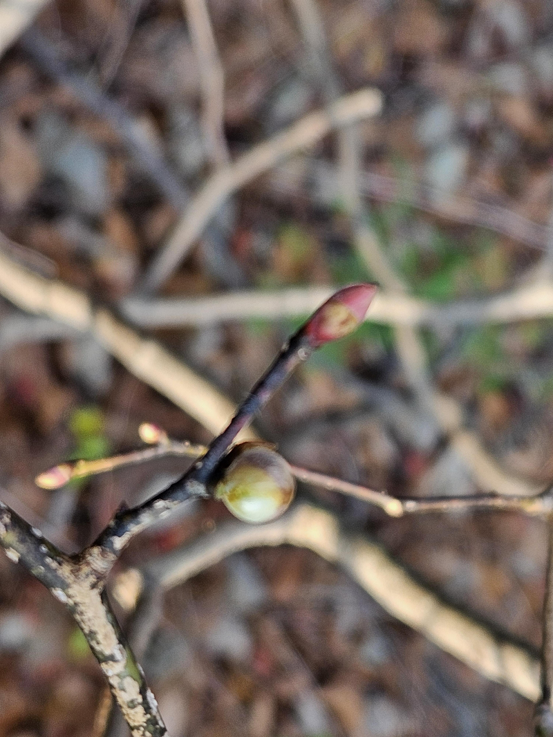 생강나무 겨울눈2