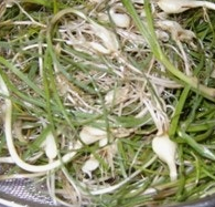 달래 효능 부작용 뿌리 고르는법