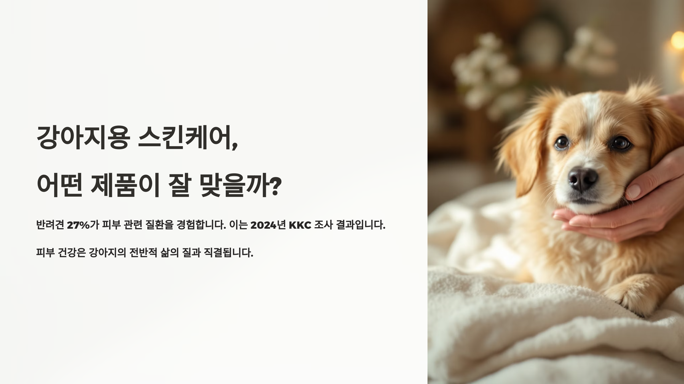 강아지용 스킨케어, 어떤 제품이 잘 맞을까?