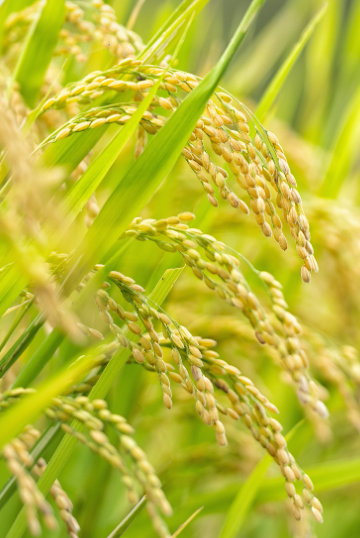 강원도 화천 햅쌀