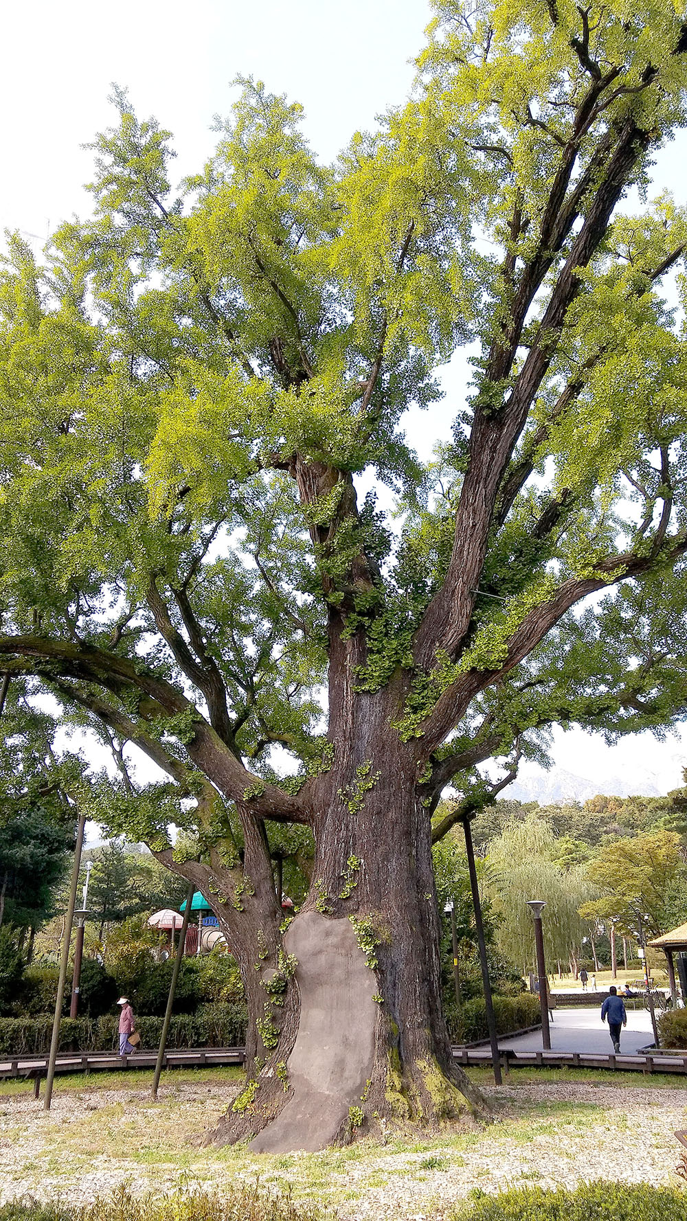 서울둘레길 북한산 왕실묘역길 '은행나무'