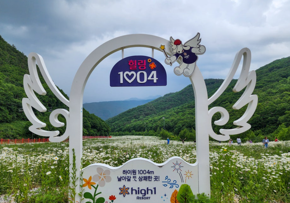 정선 하이원리조트 샤스타데이지1