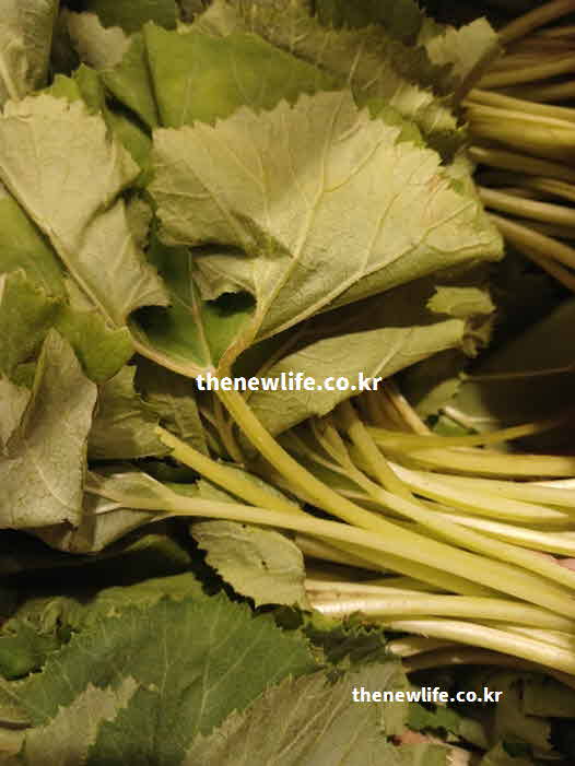 머위 효능 편두통 완화 페타신