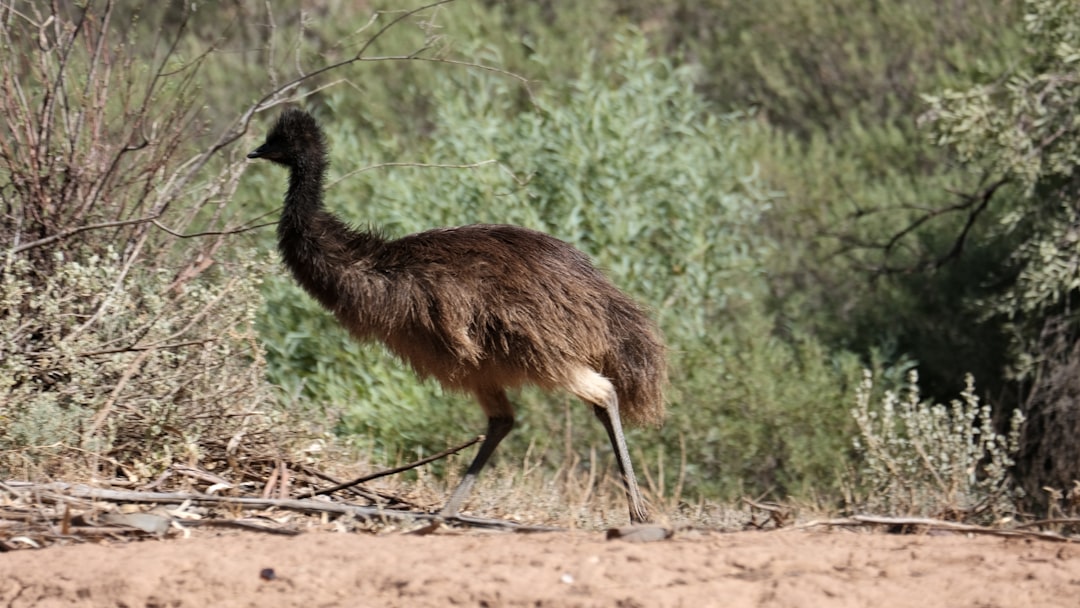 Emu