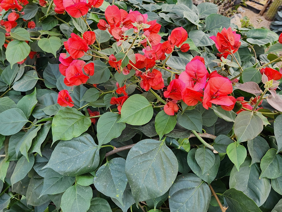 부겐빌레아