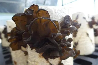 목이버섯 재배 원목 재배 수분 관리 위생 관리_5