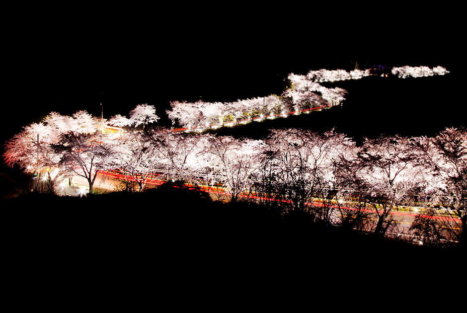 청풍호 벚꽃축제