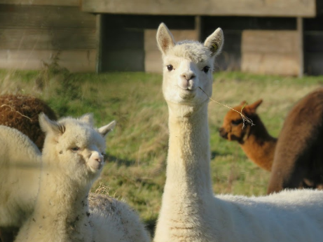 피나클랜드 동물