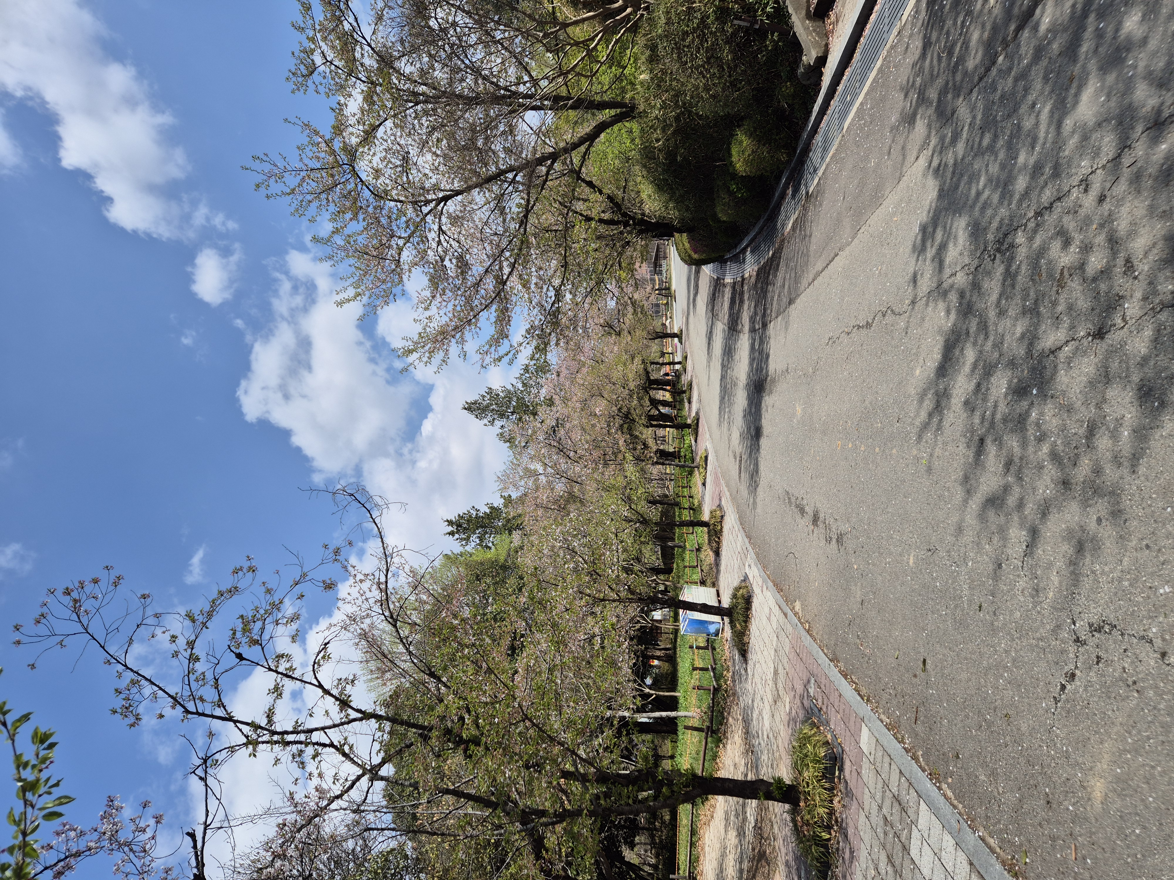 전주동물원 벚꽃길