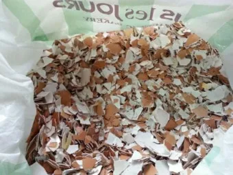 계란껍질 분말 토양개선 칼슘보충 사용요령 초보도 따라하기_10