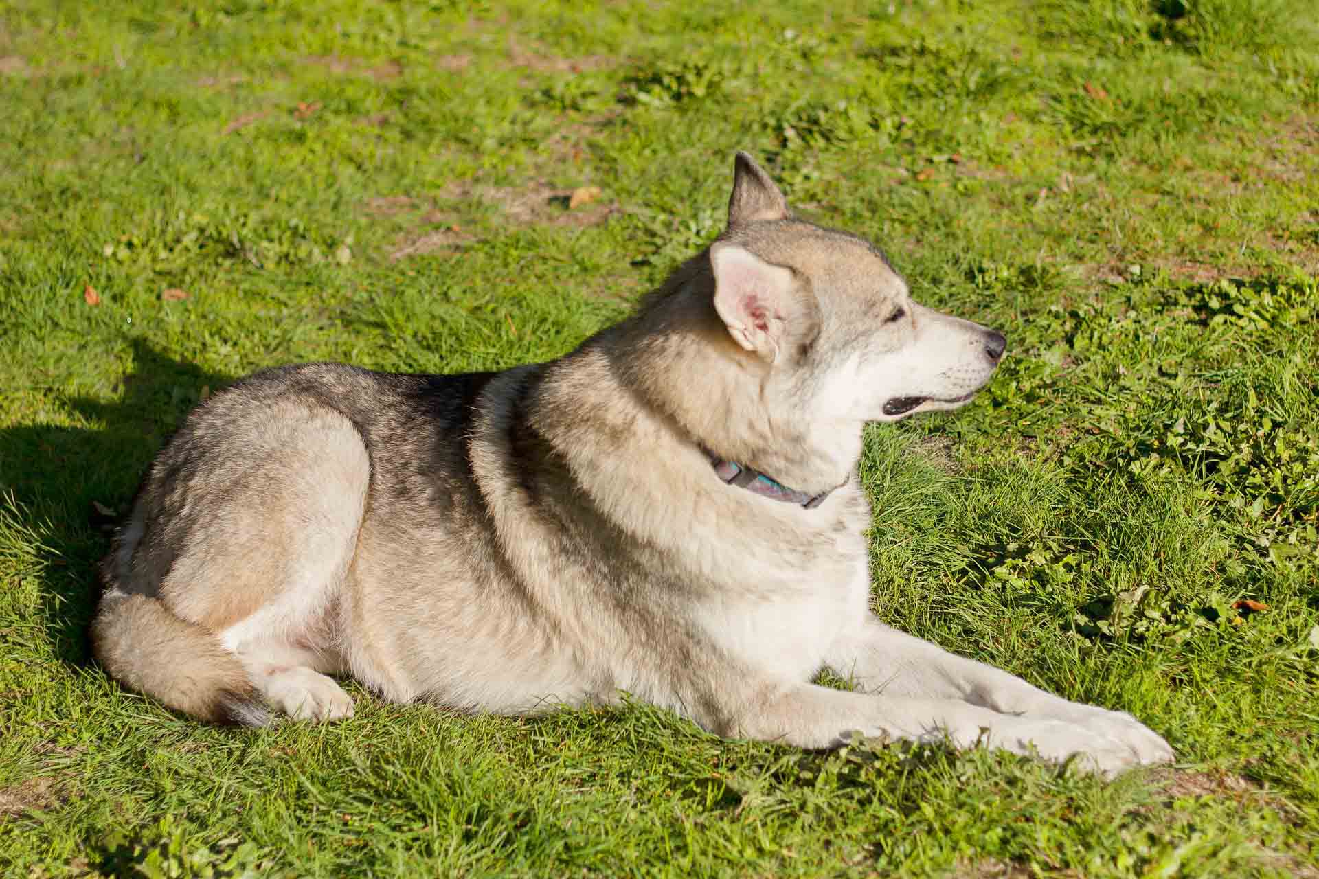 늑대개 관련 사진