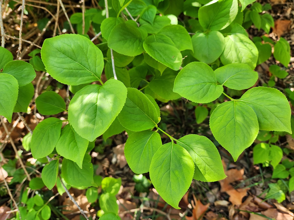 만리화(금강개나리)