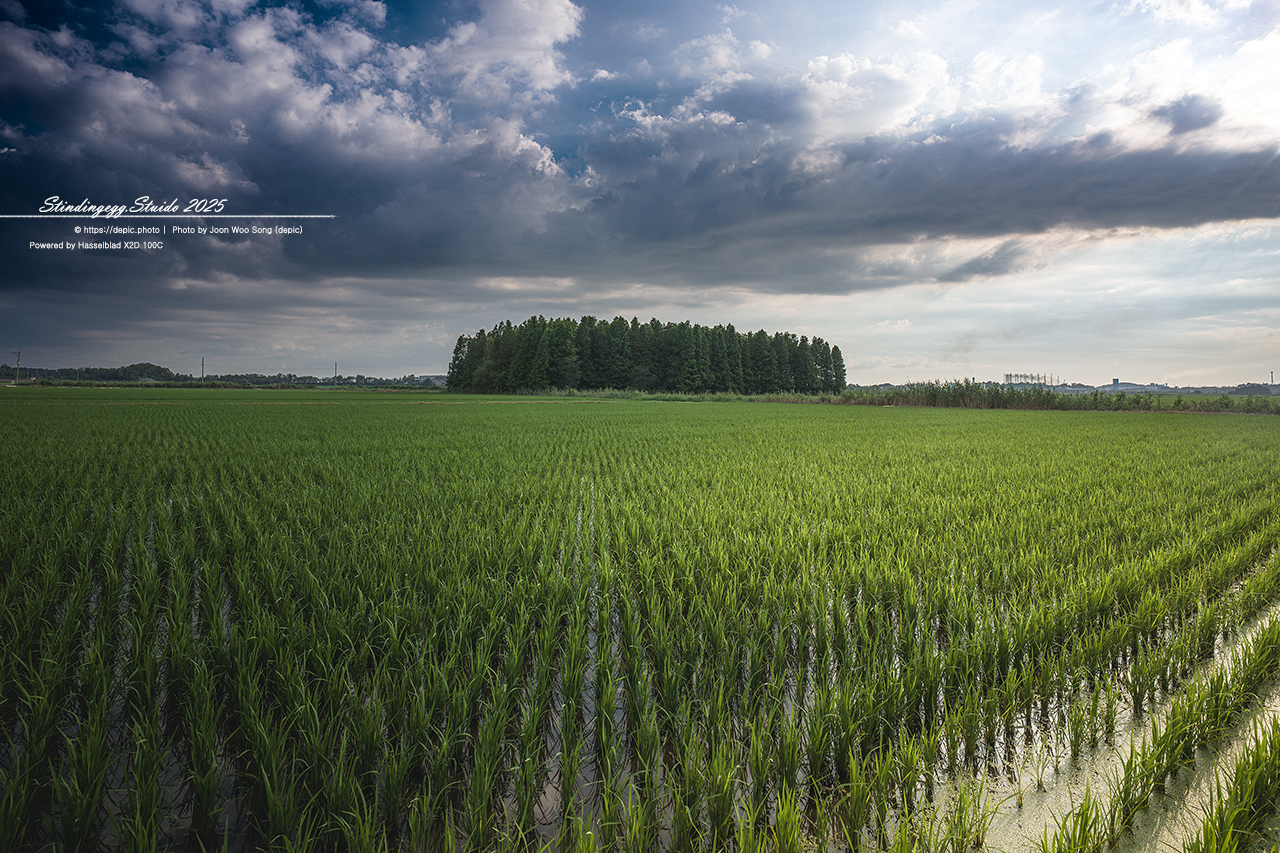 #군산 #옥녀교차로 #메타쉐콰이어