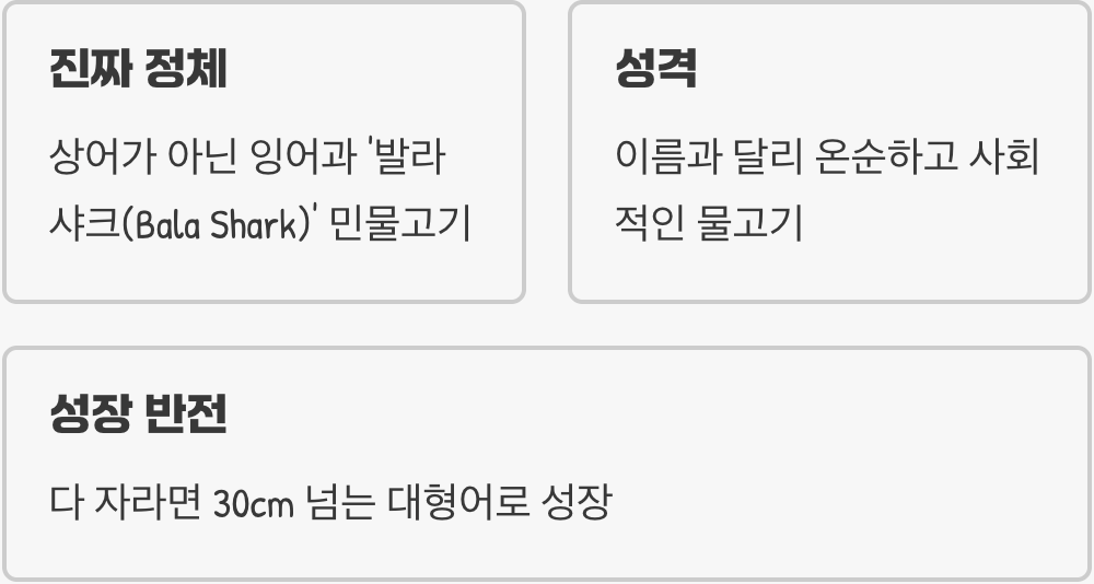 '상어'라는 이름의 오해