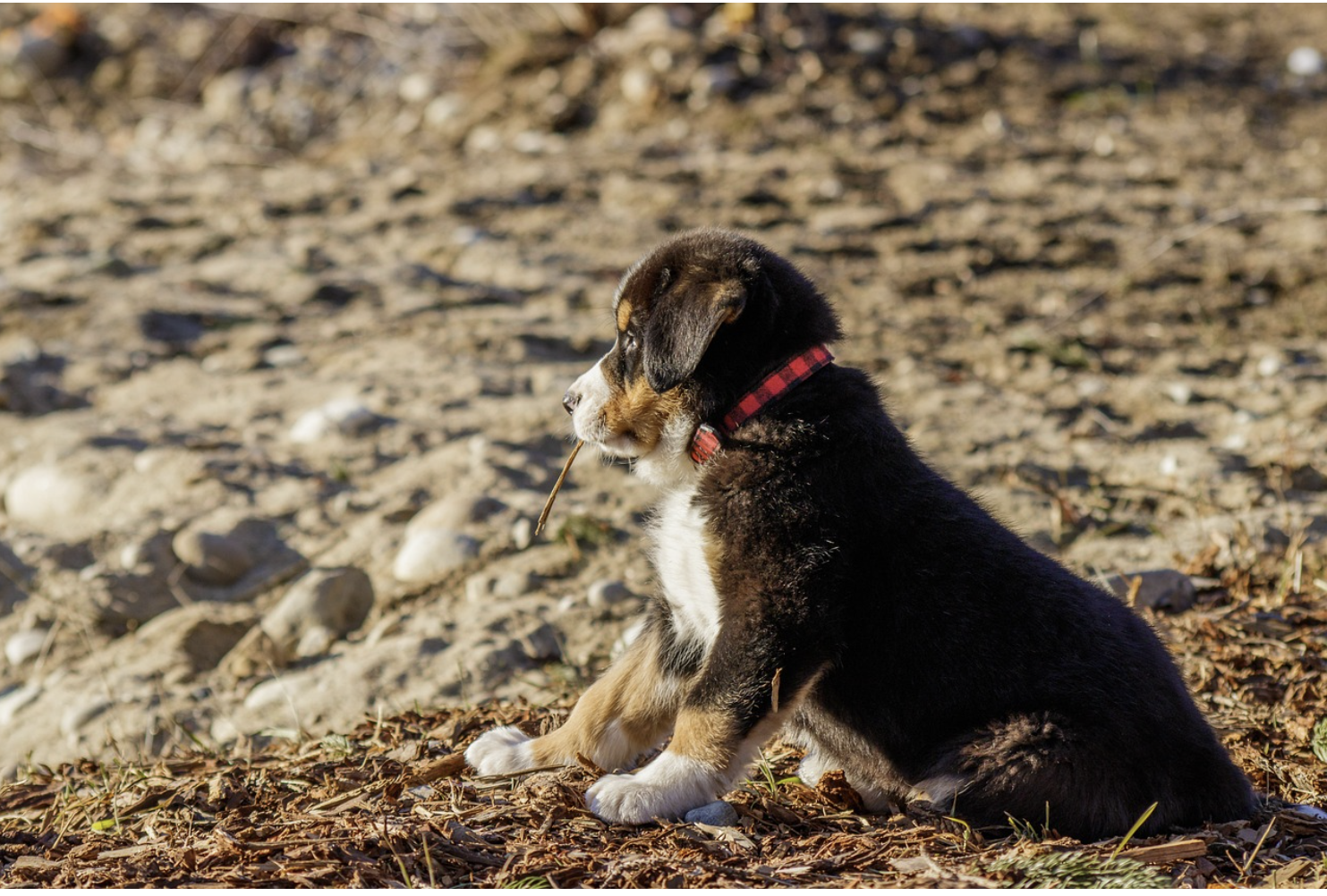 부동산 보유세 제도와 재산세 종합부동산세의 기본 원리
