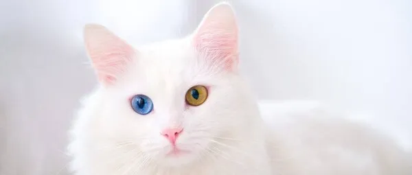 터키시앙고라 고양이 유전병 성격 가격_9