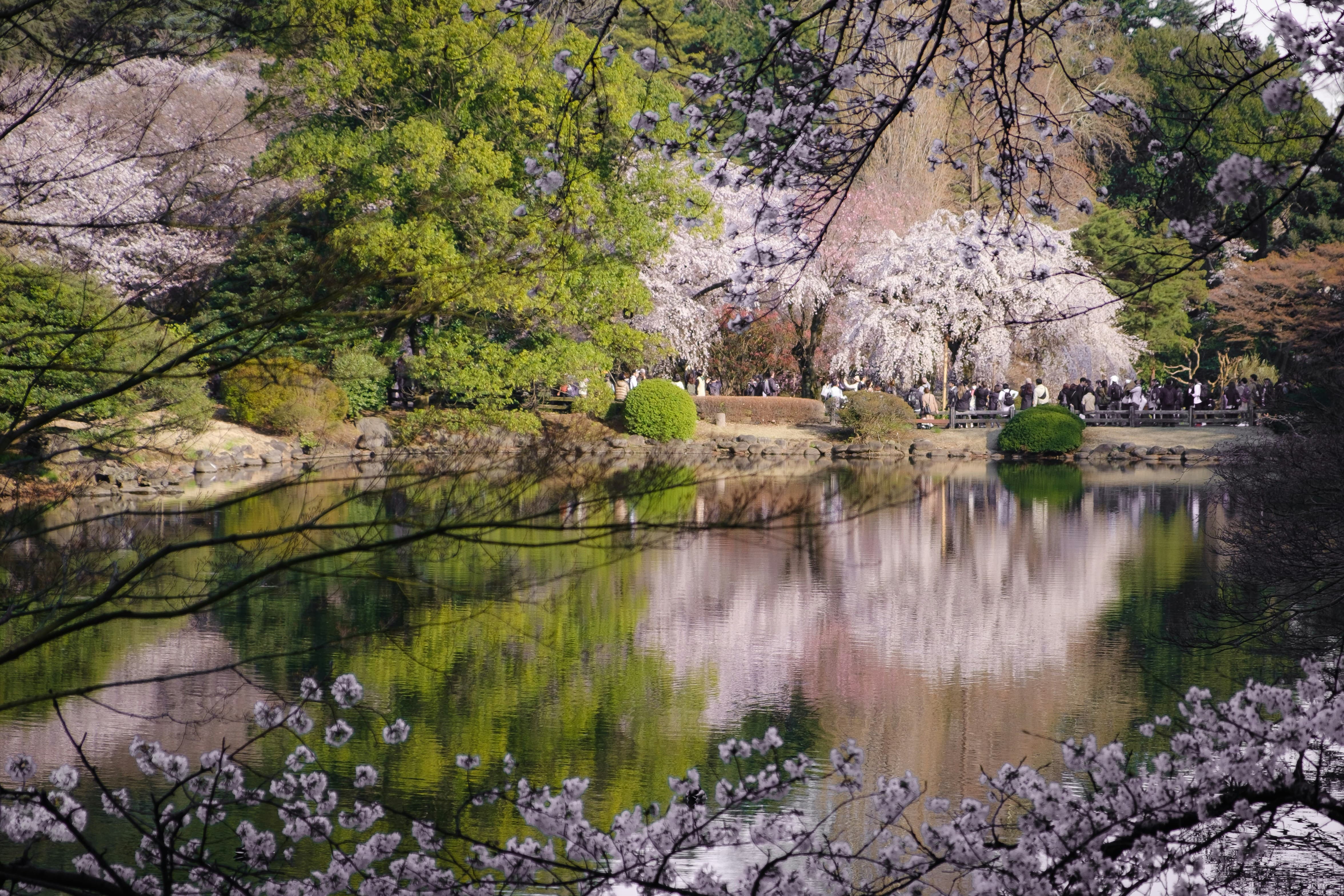 2026 경주 벚꽃 명소 베스트 10 총정리
