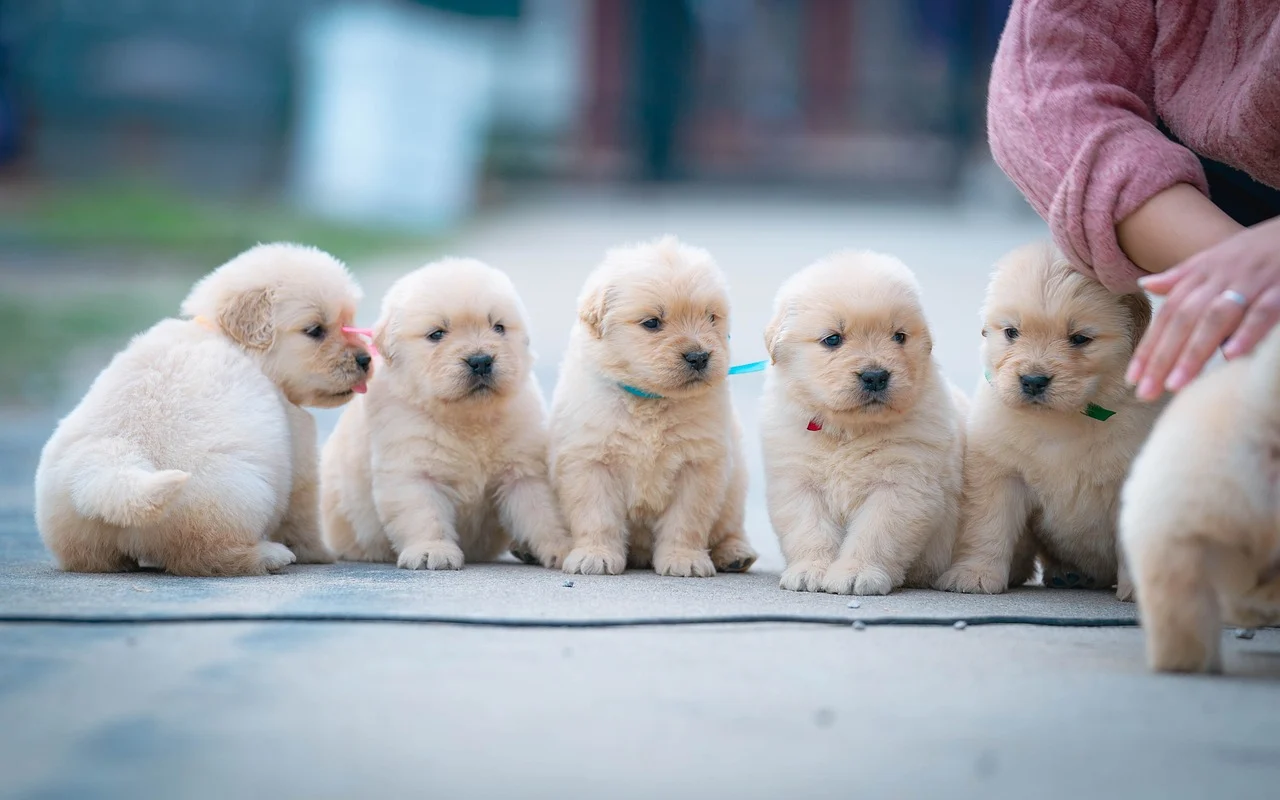 초보 반려인을 위한 강아지 입양 가이드: 입양 전 반드시 알아야 할 6가지