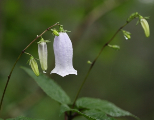 가을에 피는 꽃 금강초롱꽃