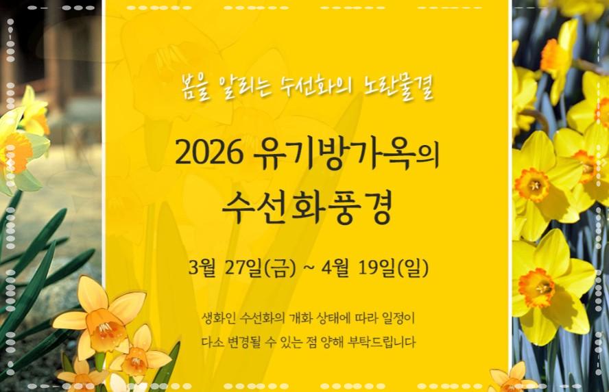 🌼 2026 서산 유기방가옥 수선화: "고택을 감싸는 노란 물결의 향연"