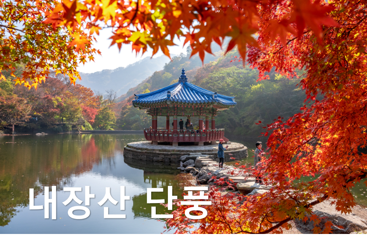 내장산 단풍시기 단풍축제 단풍절정