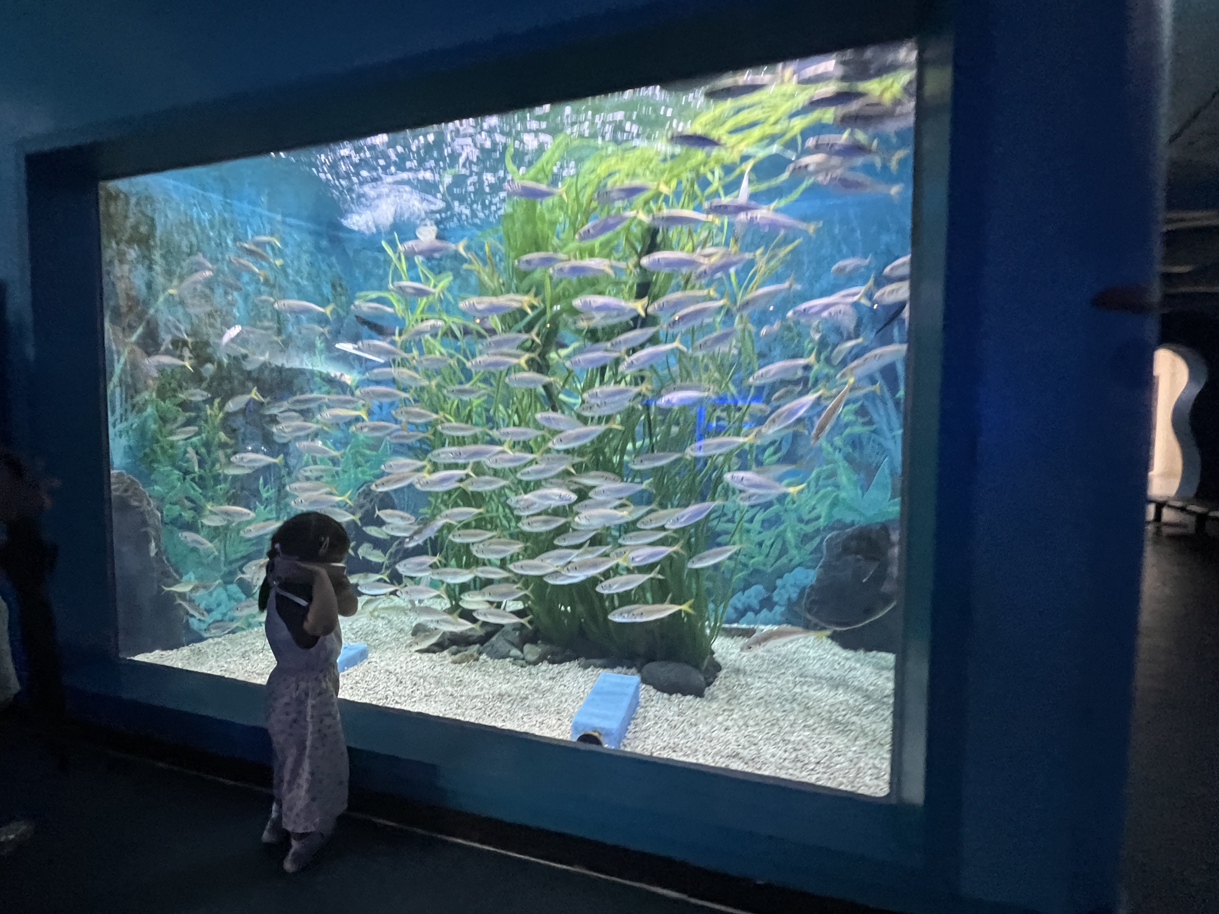 수족관 물고기 구경